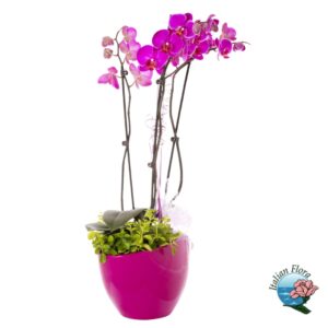 Pianta di orchidea phalaenopsys viola