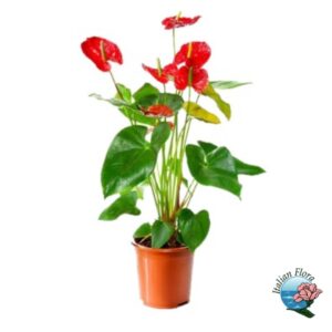 Pianta di Anthurium