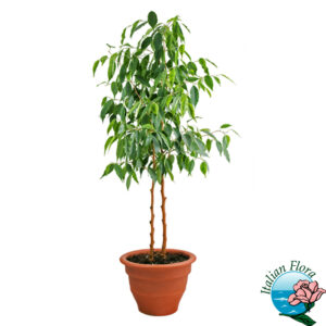 Pianta di Ficus Benjamin