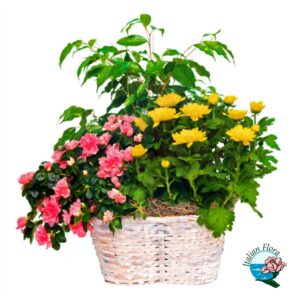 Composizione in cesto con piante verdi e fiorite