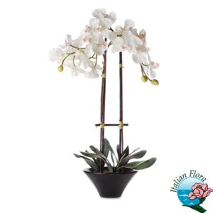 Pianta di Orchidea Phalaenopsys bianca