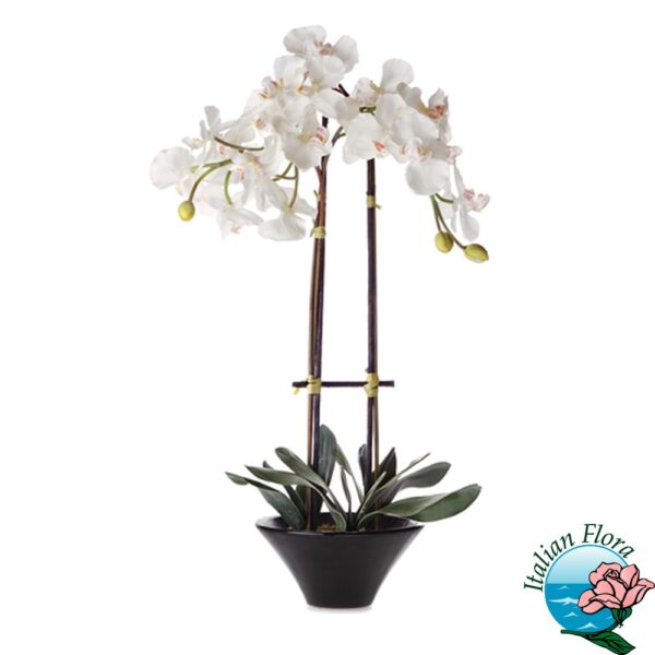 Pianta di Orchidea Phalaenopsys bianca