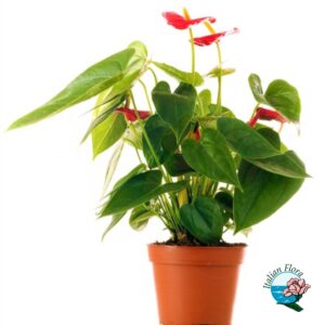 Pianta di Anthurium