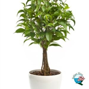 Pianta di Ficus Benjamin