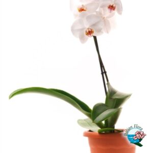 Pianta di Orchidea Phalaenopsys bianca