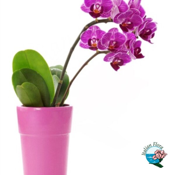 Pianta di orchidea phalaenopsys viola