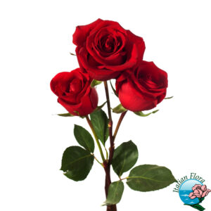 Mazzo di tre rose rosse