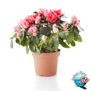 Pianta di Azalea