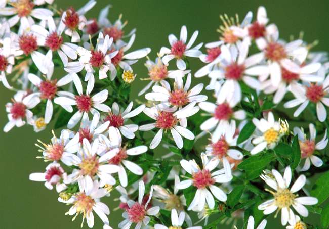 Un elenco completo dei Fiori di Bach per curare la mente e poi il corpo