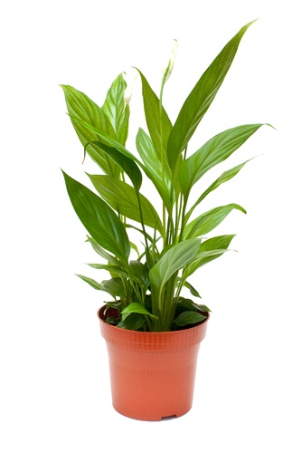 Quando è indicato regalare una pianta di Spathiphyllum?