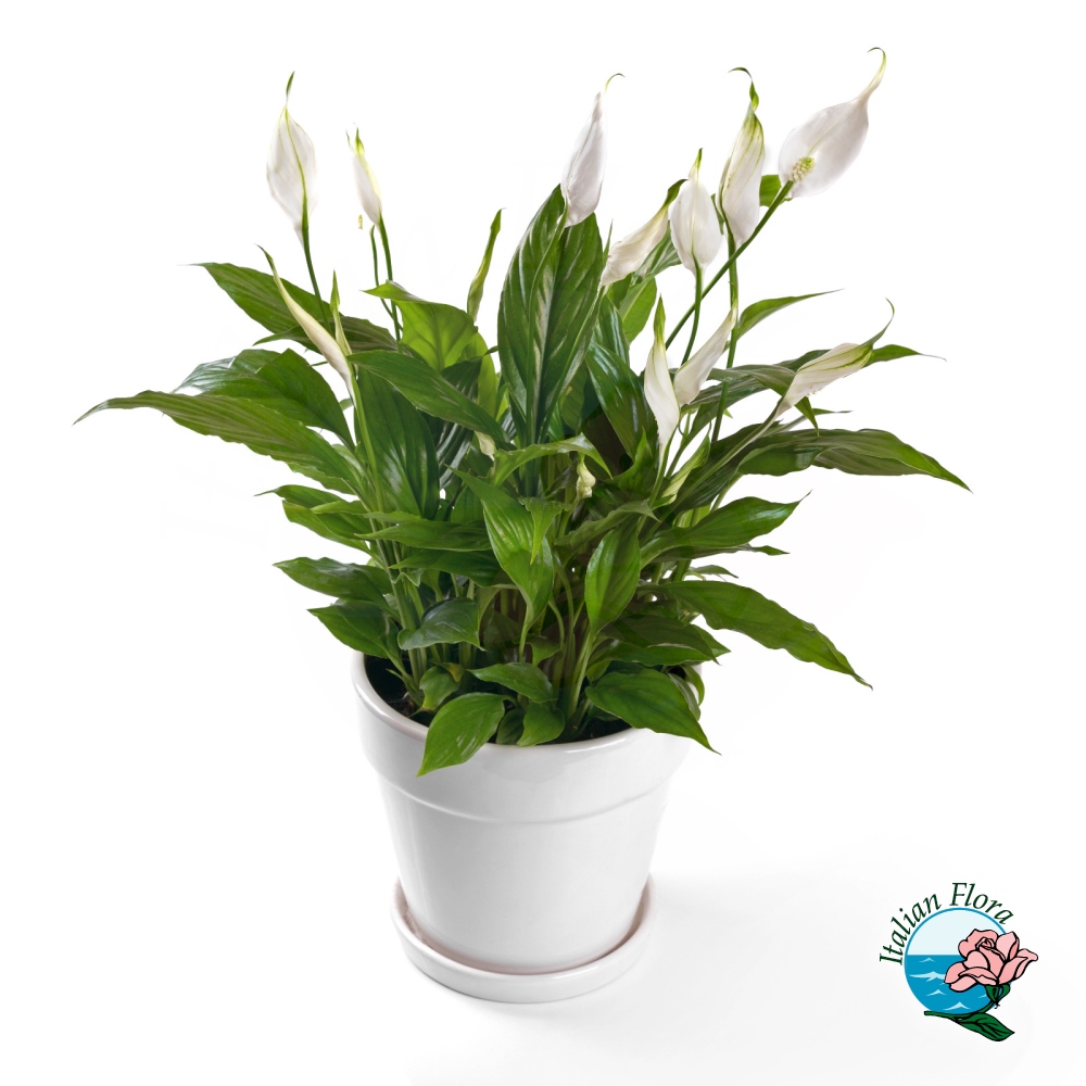spathiphyllum
