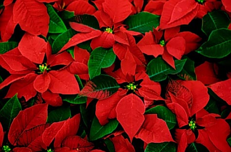 significato della Stella di Natale