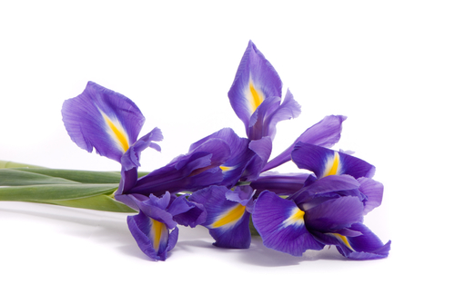 iris il fiore dell arcobaleno
