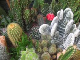 Piante grasse