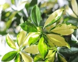 Schefflera: pianta sempreverde e facile da coltivare