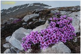 Fiori di montagna