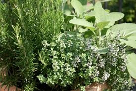 piante aromatiche