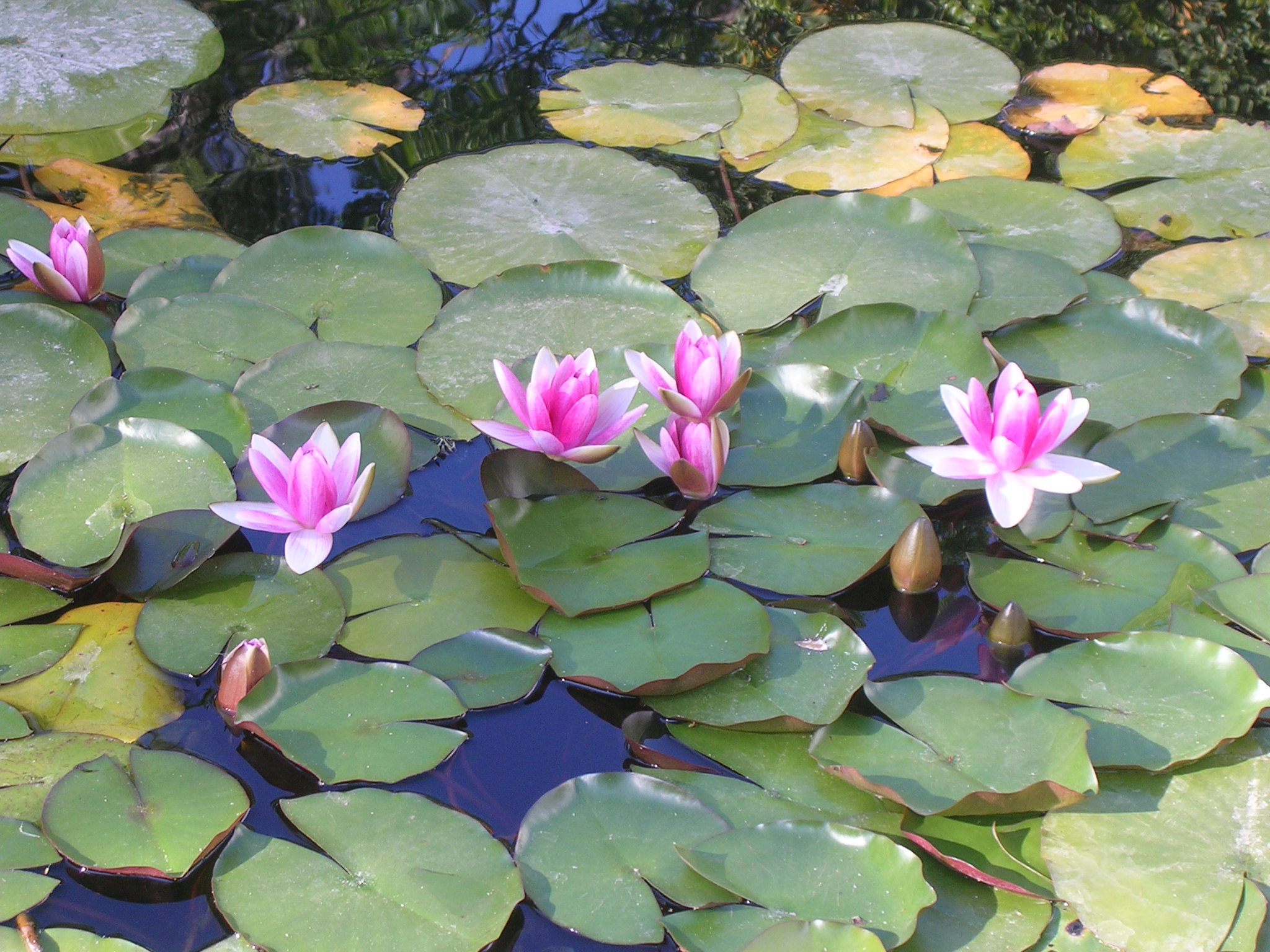 piante acquatiche