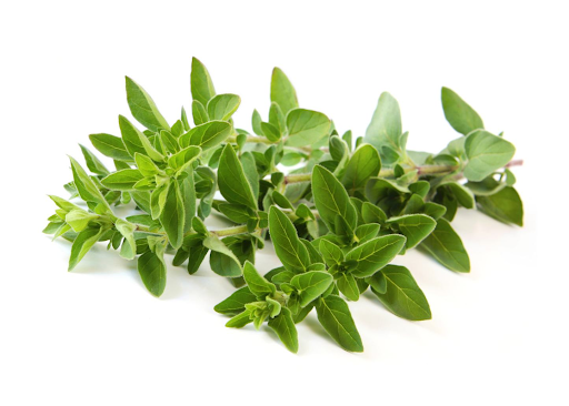piante aromatiche