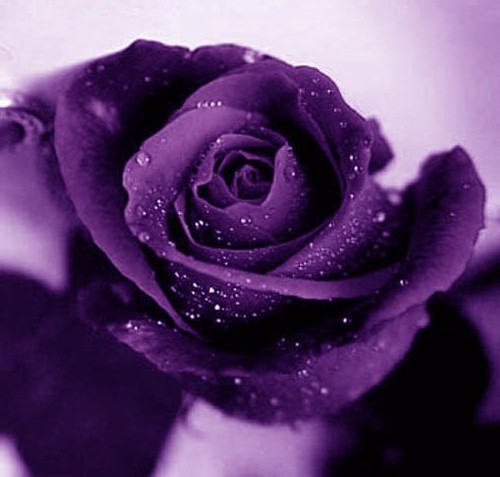 La rosa dal colore viola