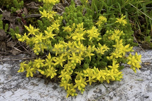 l’erba pignola dai vari colori