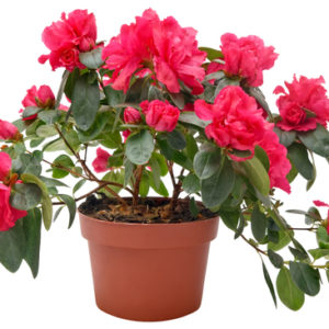 Pianta di Azalea