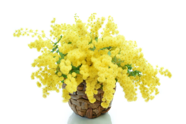 Cestino di mimosa