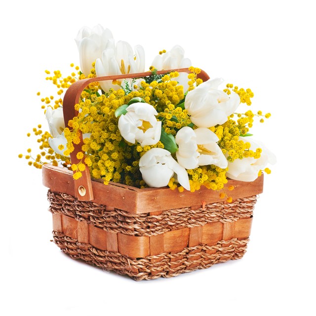 Cestino Di Tulipani Bianchi E Mimosa