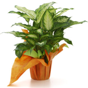 Pianta di Dieffenbachia