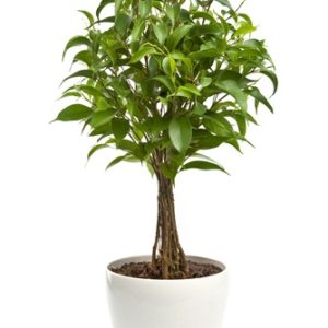 Pianta di Ficus Benjamin