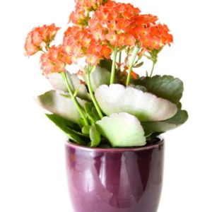 Pianta di Kalanchoe