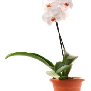Pianta di Orchidea Phalaenopsys bianca