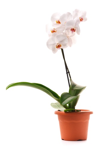 Pianta di Orchidea Phalaenopsys bianca