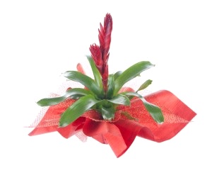 Pianta tropicale di Guzmania