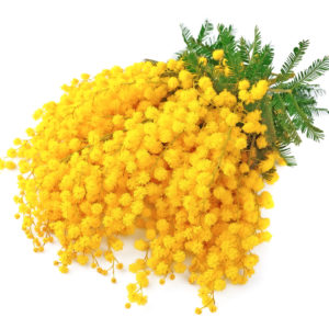 Mazzo di mimosa