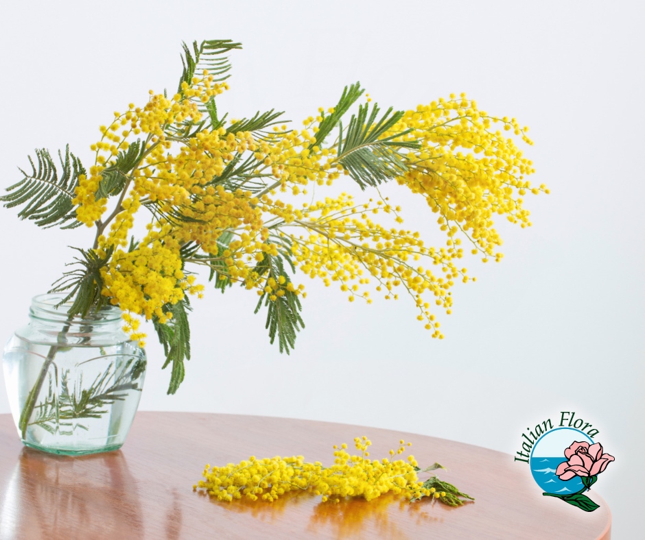 regalare le mimose