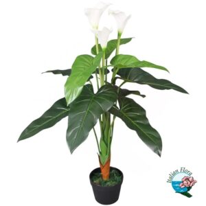 Pianta di calla bianca