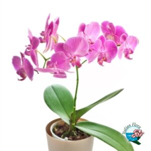 Pianta di orchidea phalaenopsys rosa