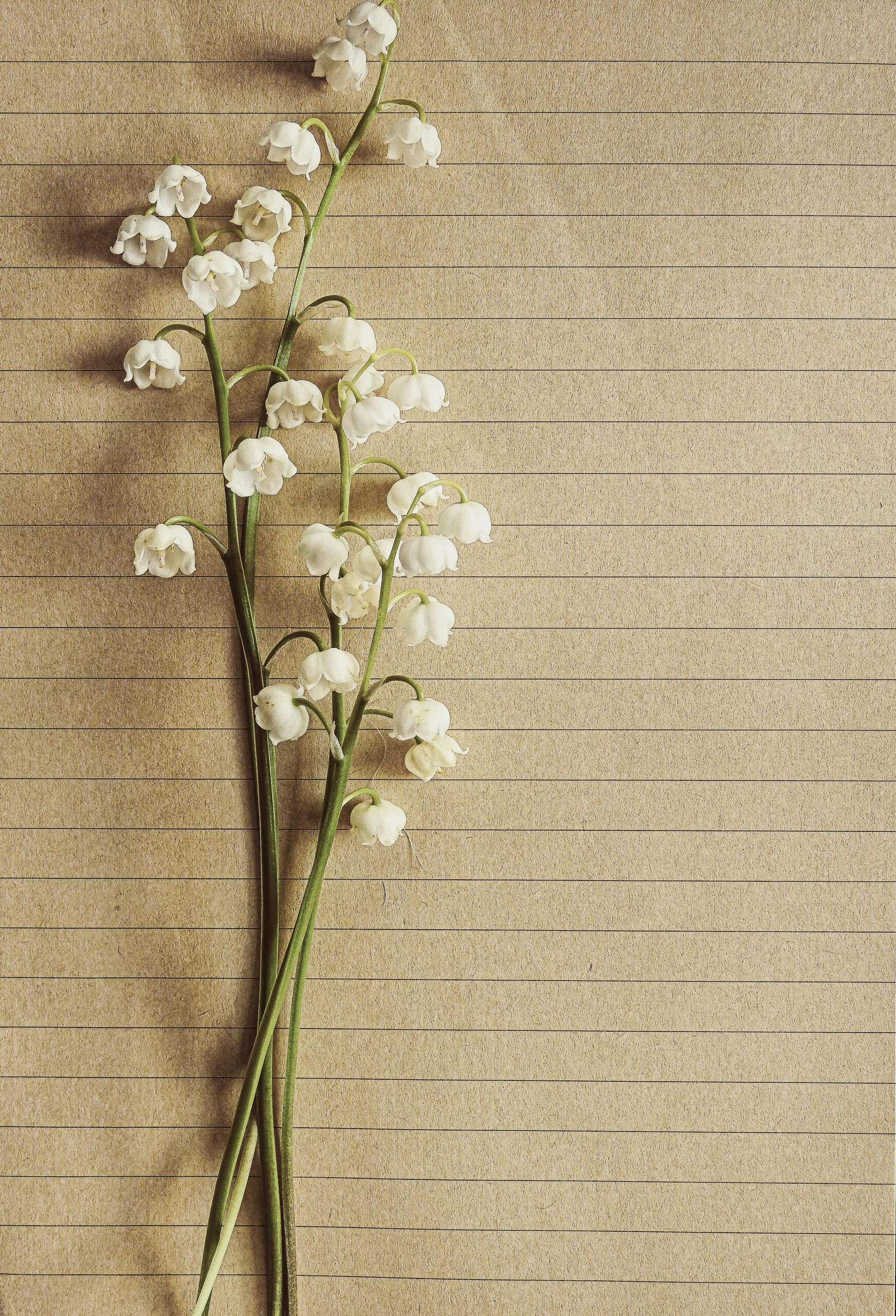Cinque idee originali per stupire una ragazza che ama i fiori